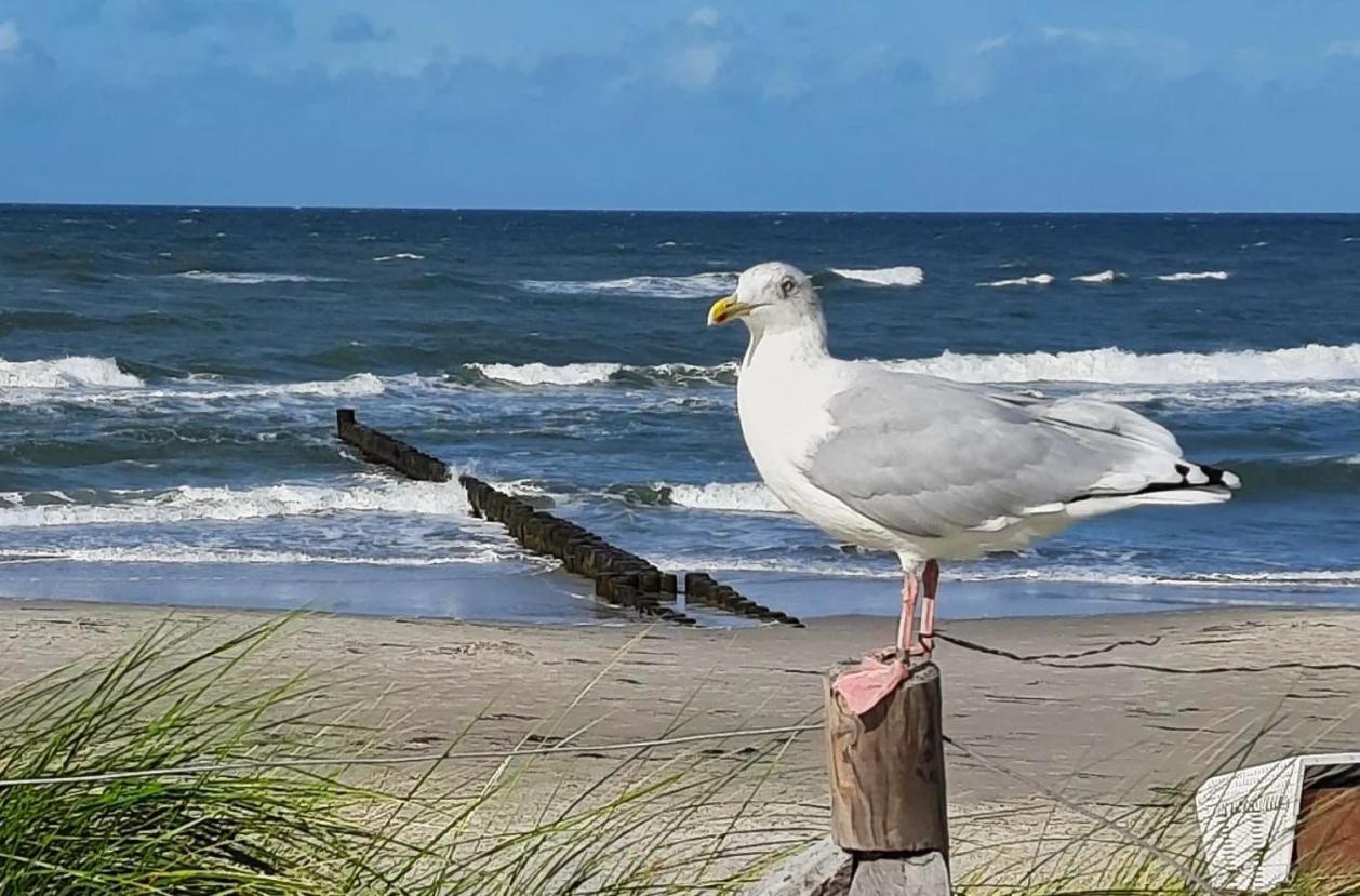 Haus Nadine Leilighet Zingst Eksteriør bilde